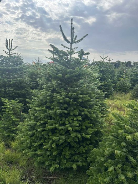 Jodła kaukaska cięta 175-250 ChoinkiPrima.pl FB