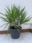 Yucca iuca sem vaso