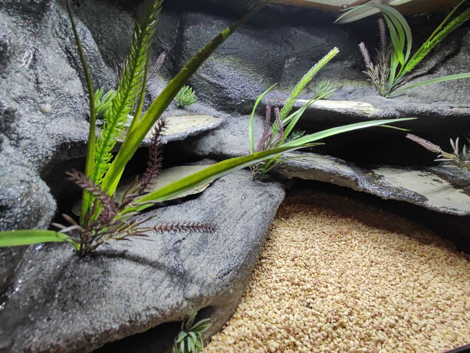 Terrarium pustynne nr746 60/40/40 dla gekona lamparciego DOSTĘPNE