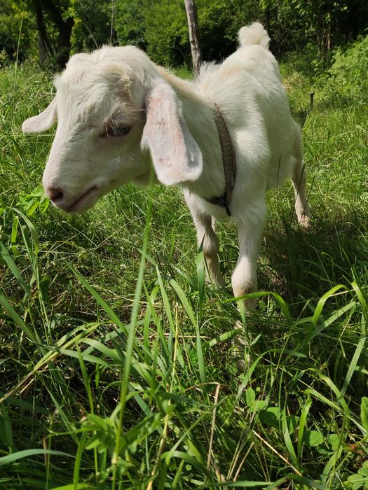 Продам козенята ручні