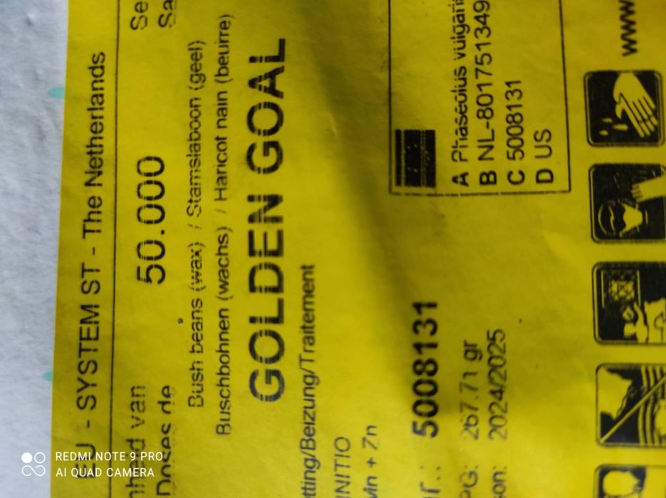 Fasola szparagowa Golden Goal fasolka