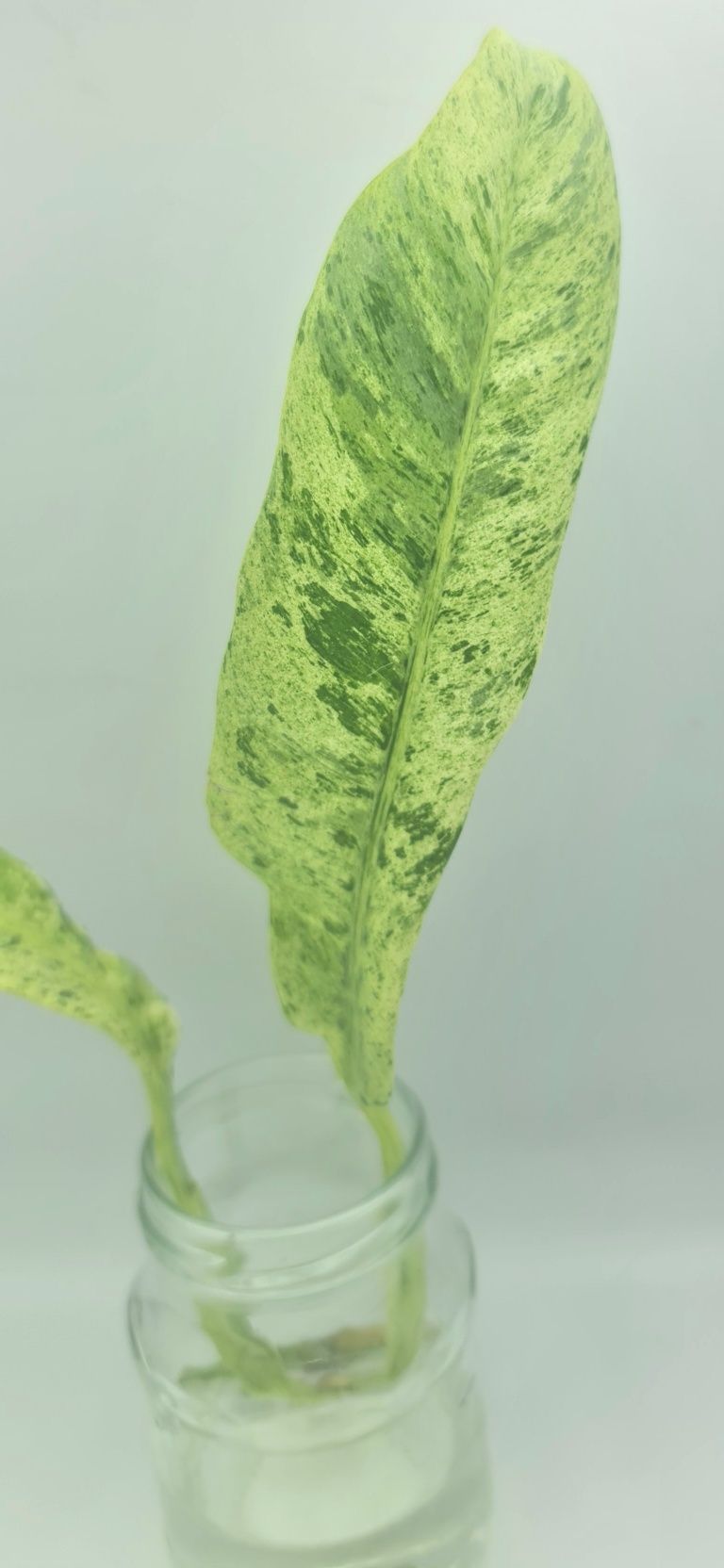 Epipremnum Gigsnteum marble variegata,podwójna pędówka