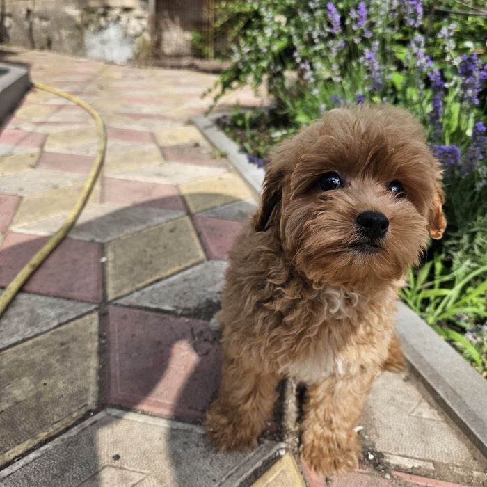 Дівчинка мальтипу ф1 вакцинована 2 рази готова до переїзду