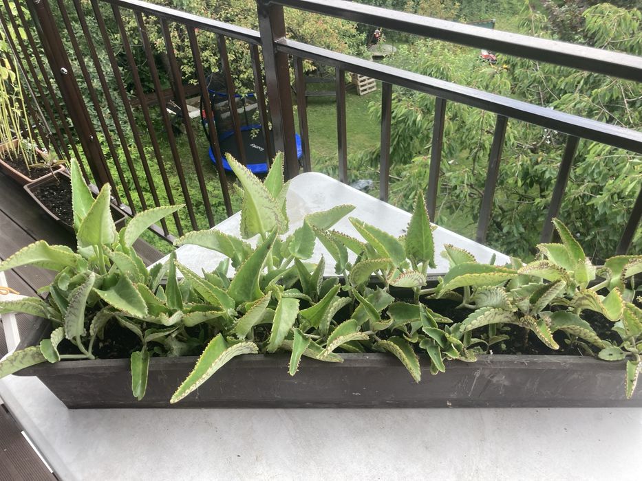 Żyworódka roślina