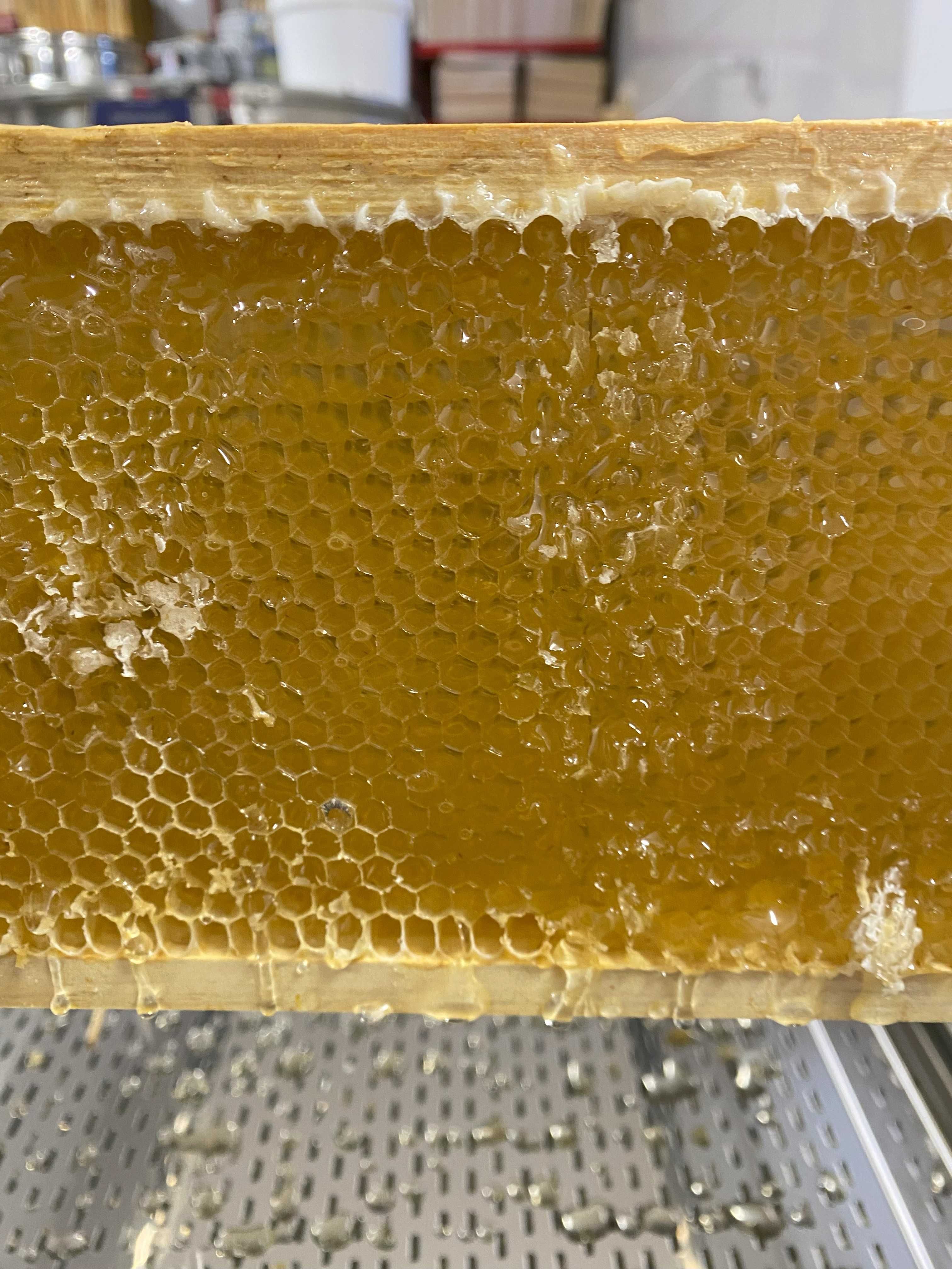 Miód Lipowy z własnej pasieki 450 g