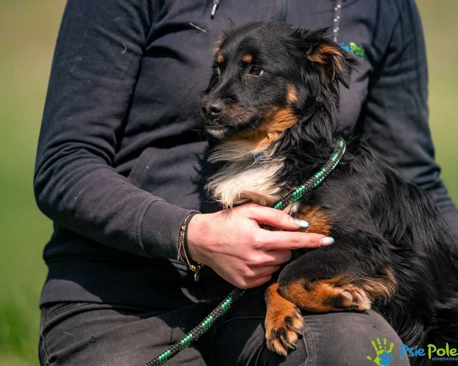 Mały puchaty Skoti