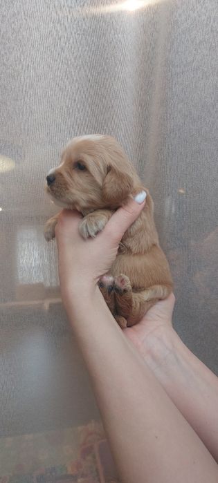 Цуценята кокер спаніеля безкоштовно