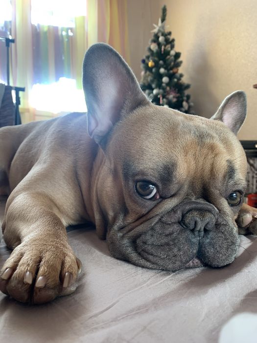 Вязка Французский бульдог