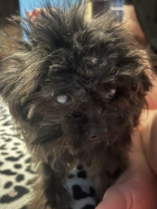 Віддам собаку тільки в будинок або квартиру