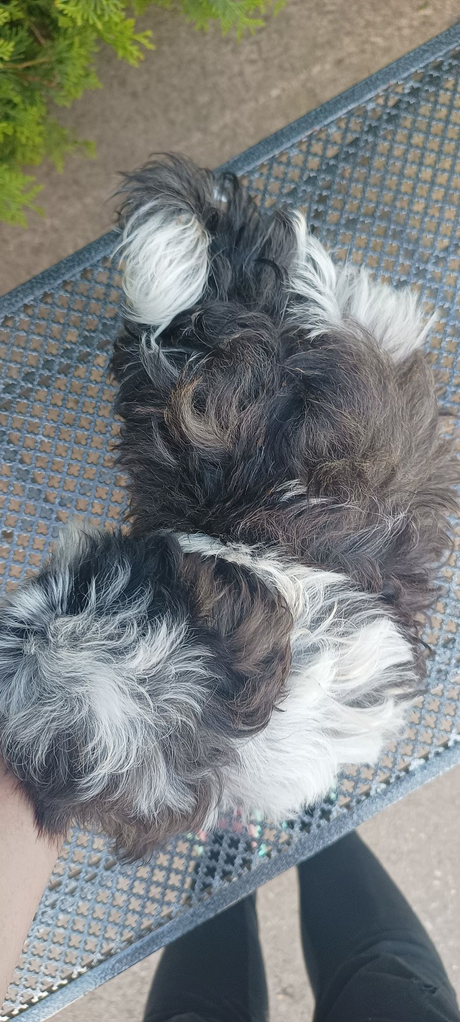 Mal shi, komplet szczepień ( maltańczyk, shih tzu)