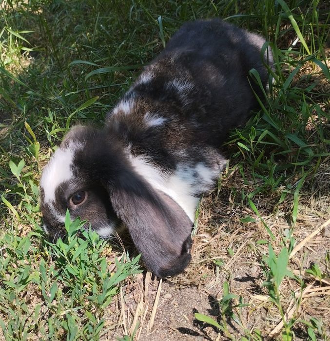 Młode Króliki Baran Francuski