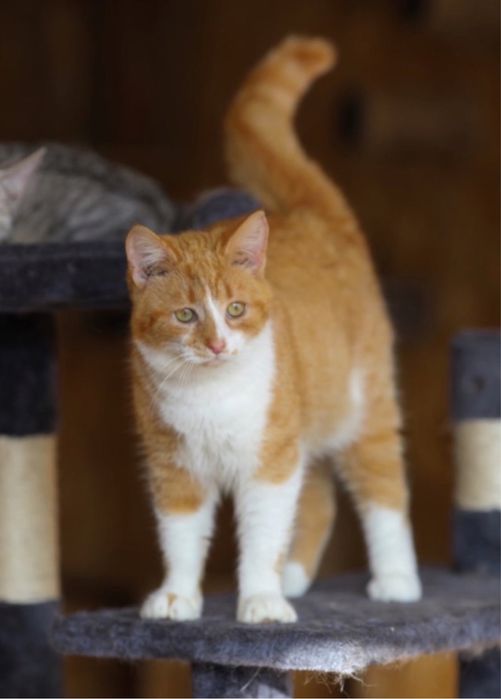 Чудесная Ирбис. 8 мес, кошка мечта