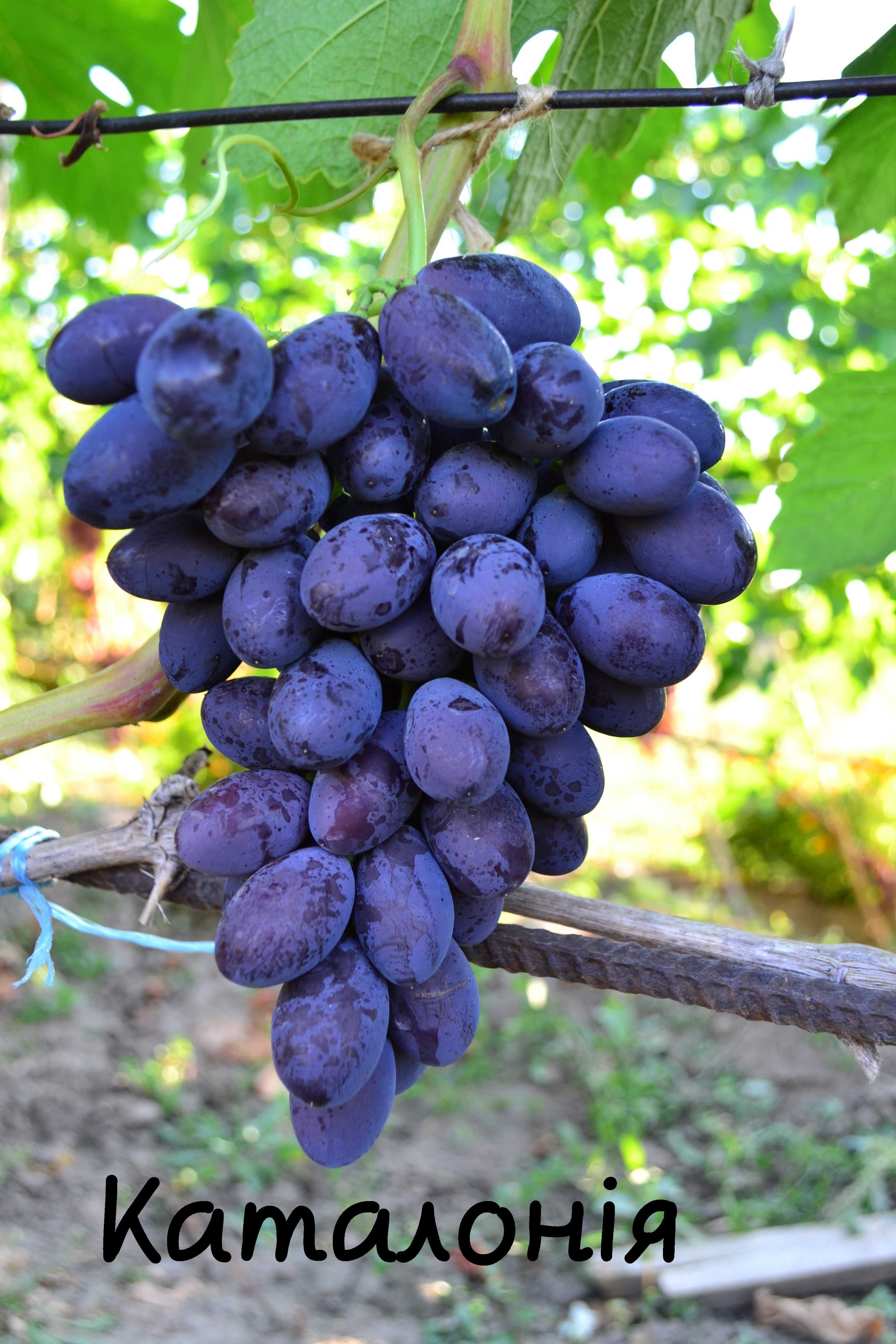 Черенки столових сортів винограду