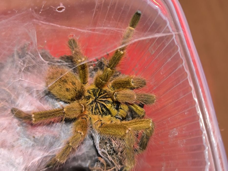 Murinus usambara samiec adult świeży