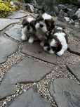 Shihtzu shih tzu miniaturka szczeniak