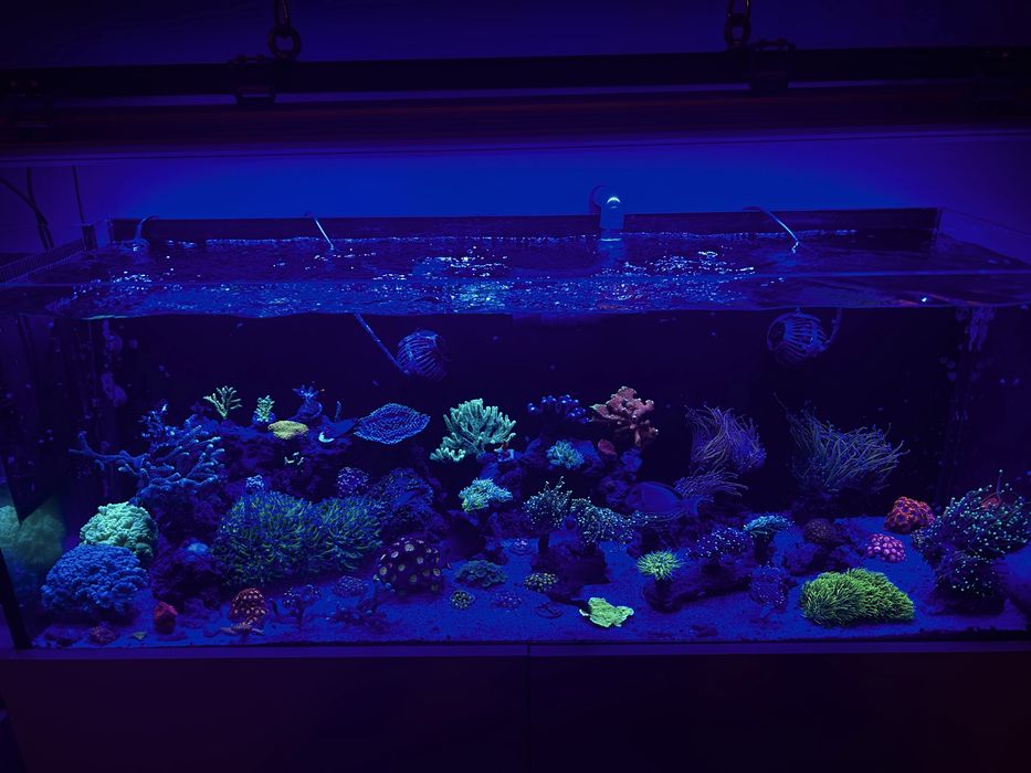 Akwarium morskie 200 litrów + sump