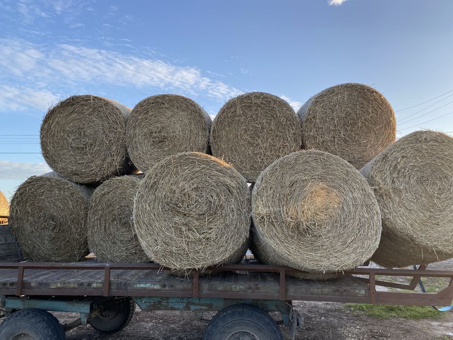 Солома пшенична і овсяна