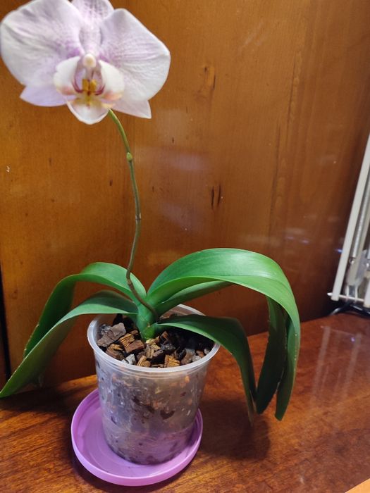 Орхидея Aalborg  домашняя.