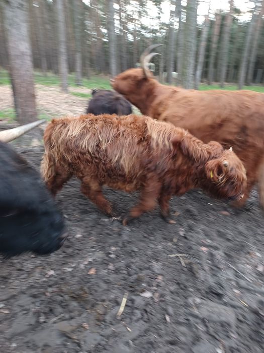 Byk highland bydło szkockie byczek