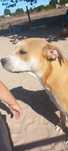 Cadela American pitbull staffyorshir
