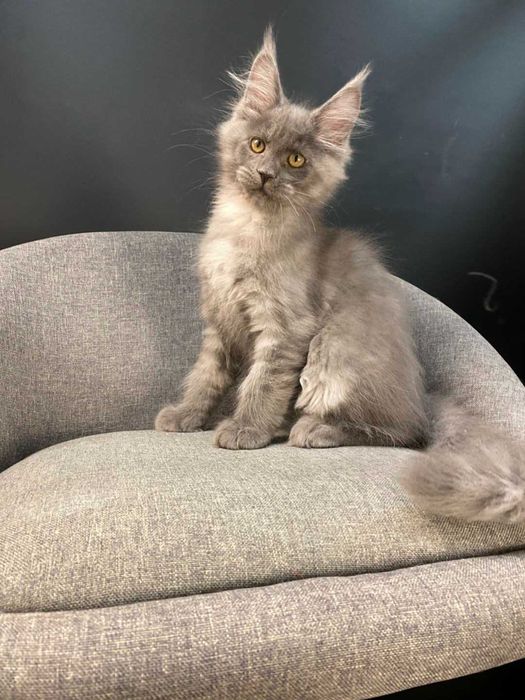 JAMAICA девочка мейн кун голубой дым