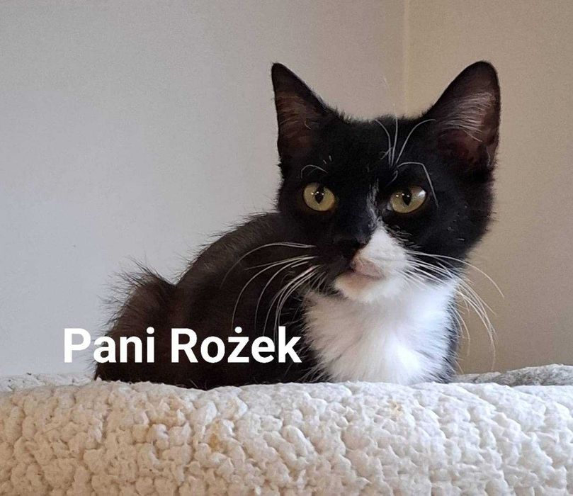 Ringo i Rożek, dwie piękne, zielonookie dziewczynki