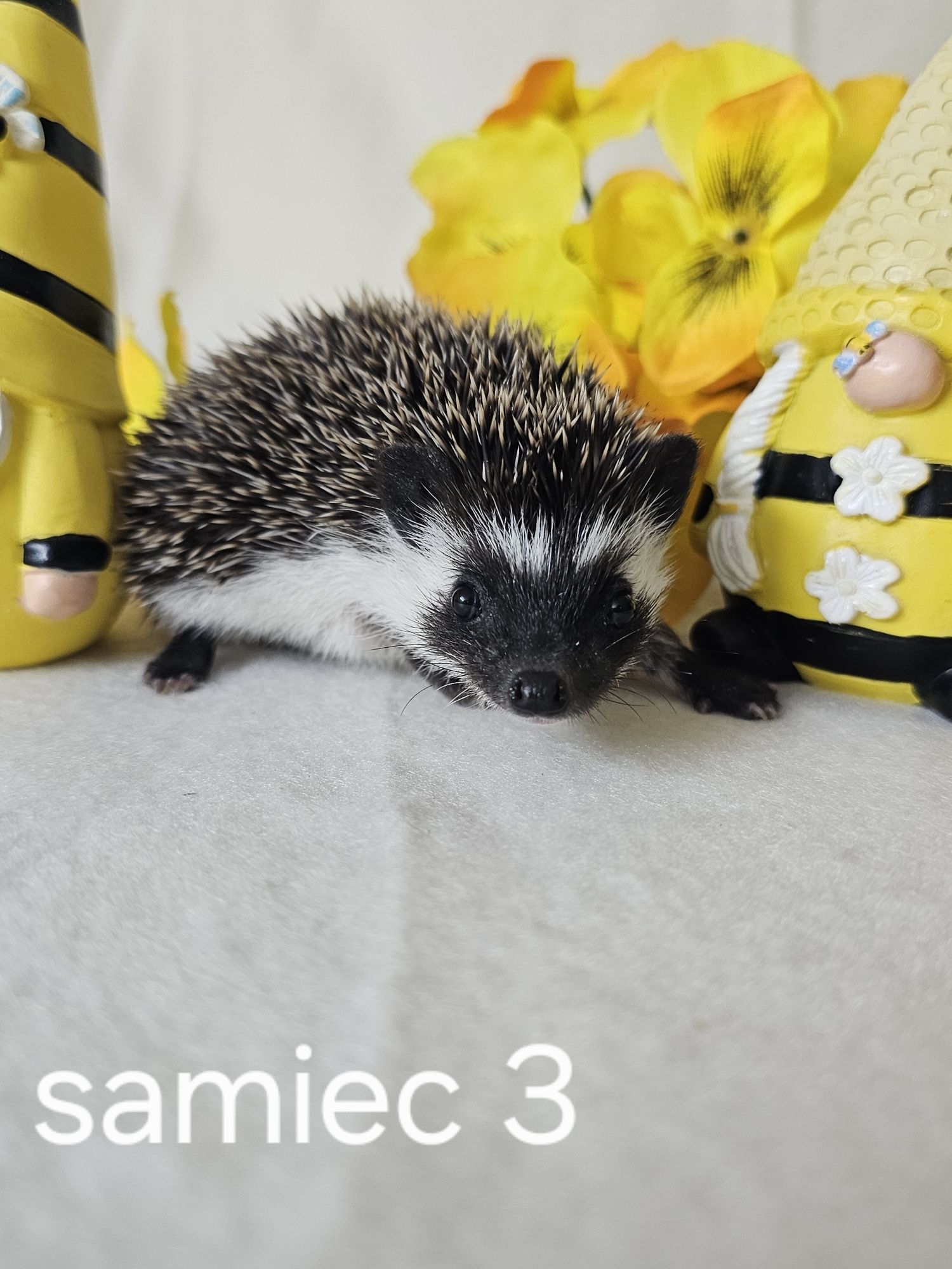 Jeż afrykanski jez pigmejski