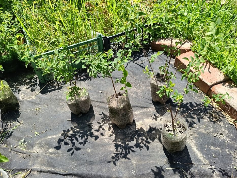 Спірея вангутта , спирея , невеста , білий кущ, жива огорожа