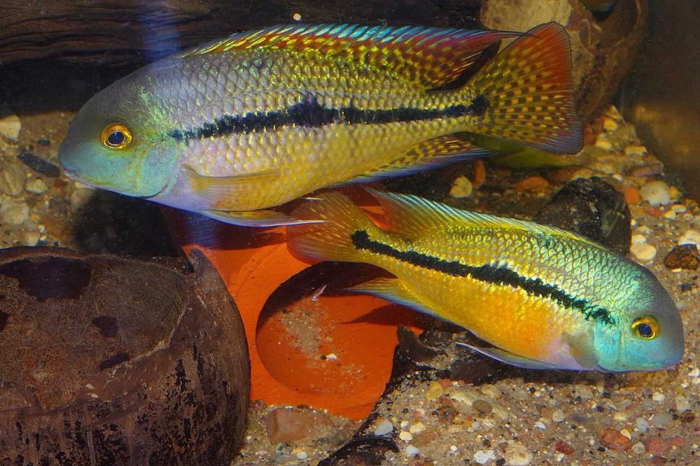 Pielęgnica nikaraguańska - Hypsophrys nicaraguensis - dowóz, wysyłka