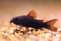 GB Kirys Czarny Corydoras Aeneus „Black” - dowóz ryb!