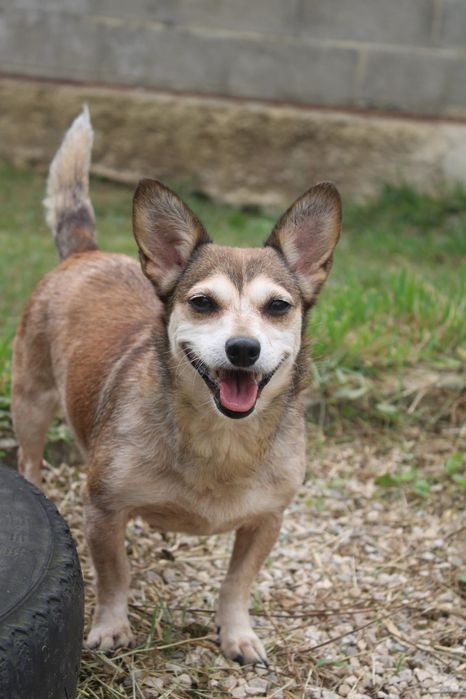 Lucky pequenina para adopção