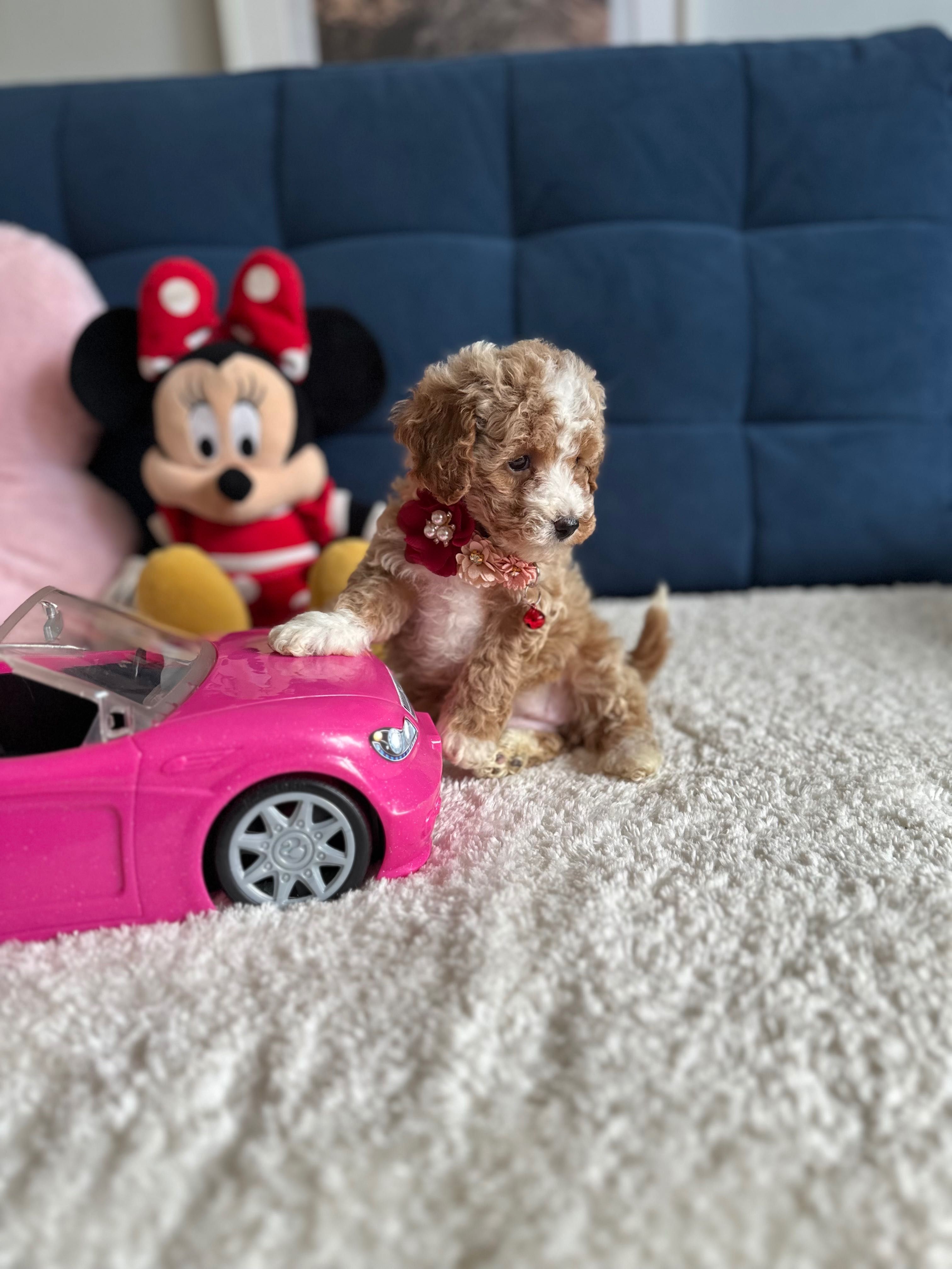 Śliczna Suczka Maltipoo!