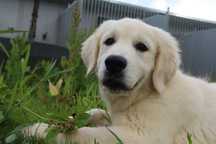 Golden Retriever Com Lop e Afixo