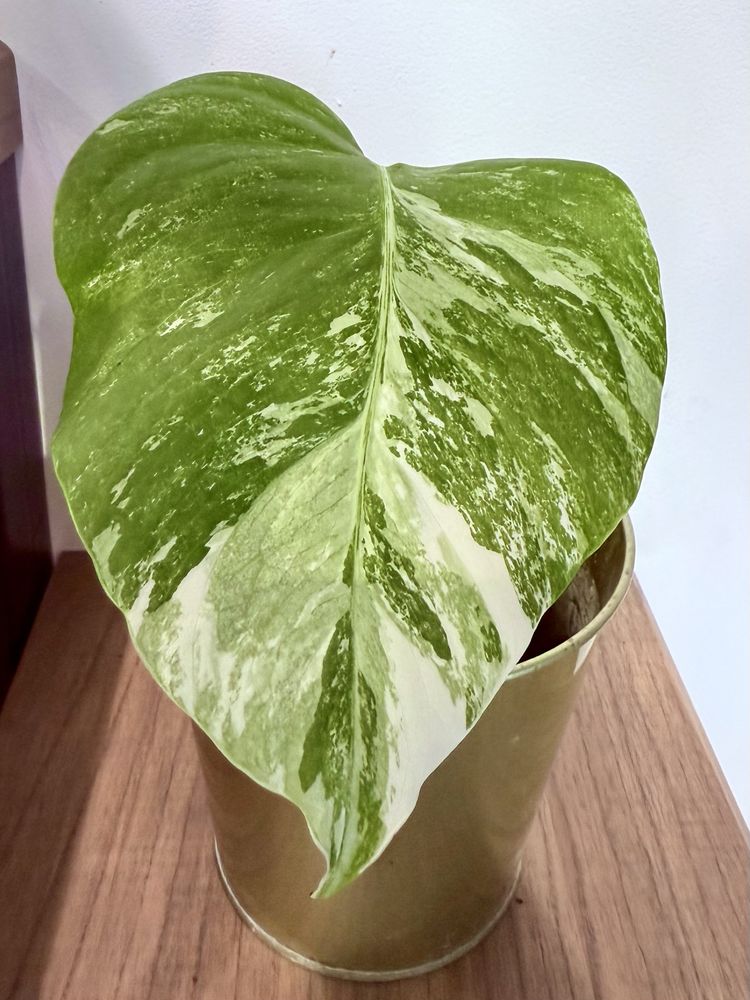 Monstera variegata big form ukorzeniona