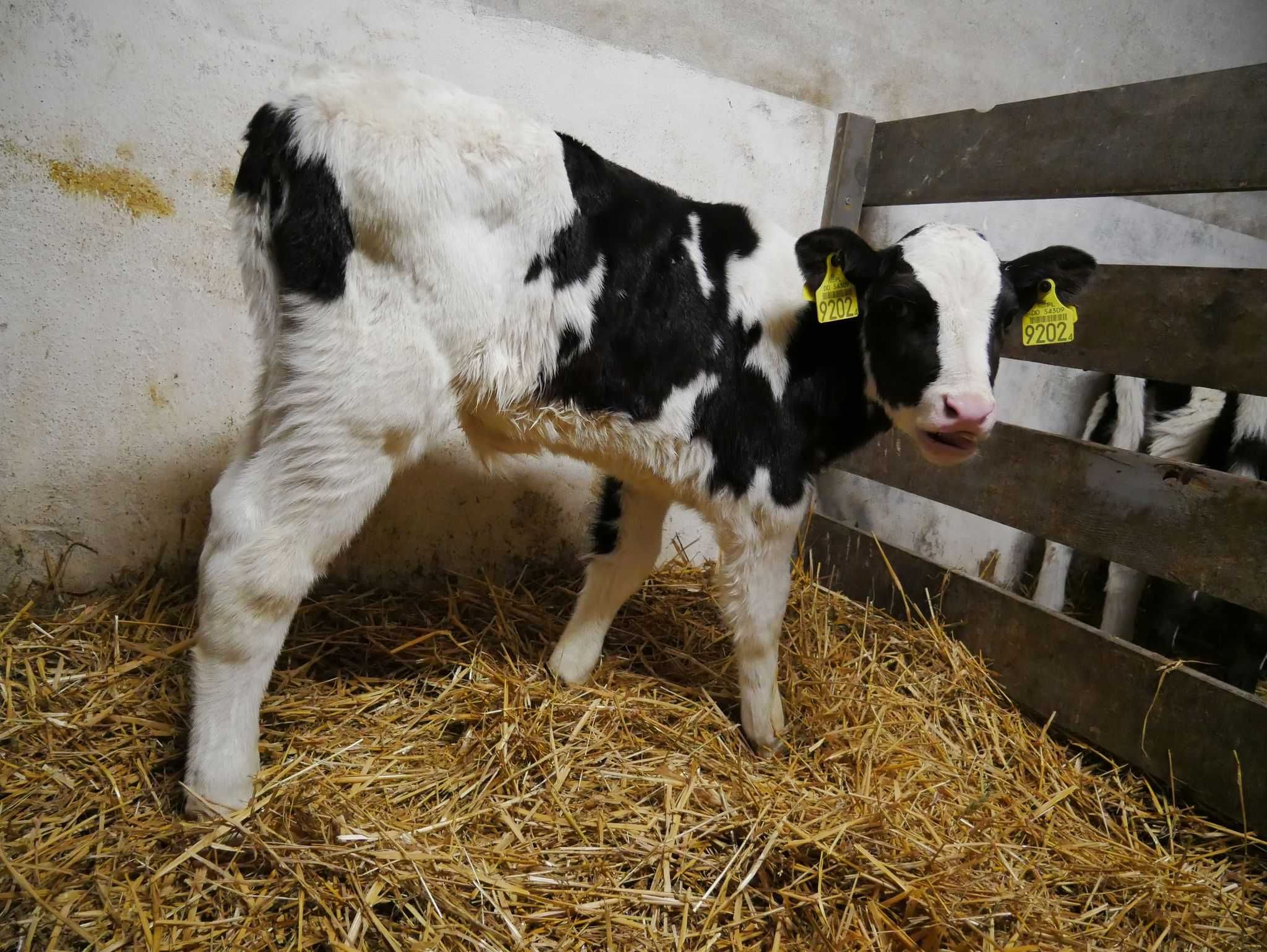 Byczki grubej kości 3 tyg biało - czarne OD 700 zŁ - 900 zŁ.