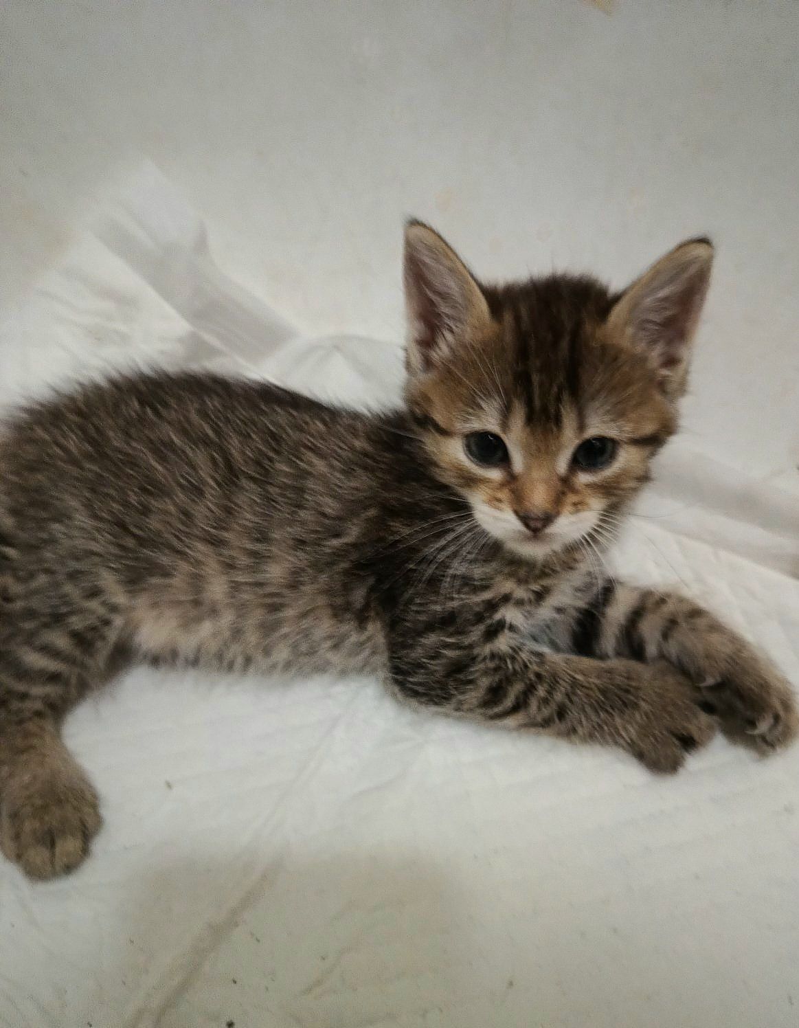 Маленькая полосатая котёнок девочка ищет дом! Котята! В хорошие  руки!