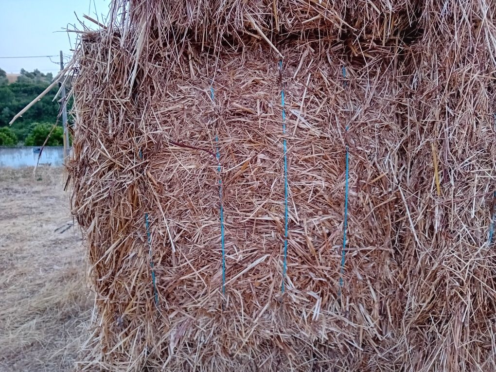 Feno nascidiso e palha de tritical de 2024