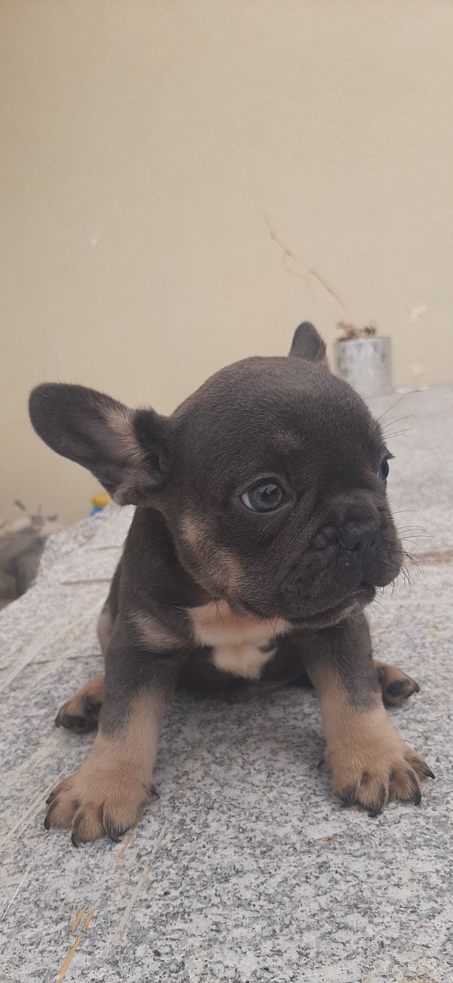 Bulldog Francês blue   tan