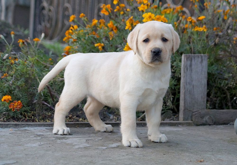 Цуценята лабрадора з документами