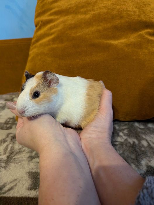 Морська свинка (мурчак, морські свинки)