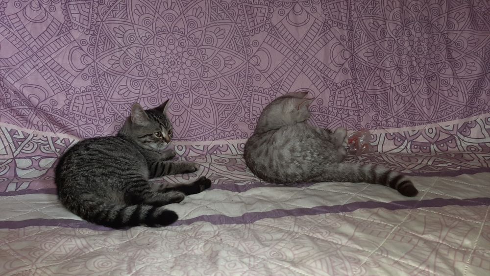 Мутоновые Британские котики табби.