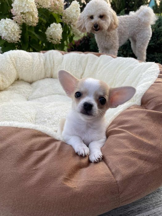 Śliczny maleńki chłopczyk xxs