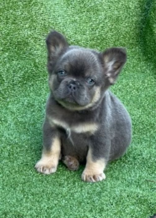 Блу тан мальчик мишка Флаффи