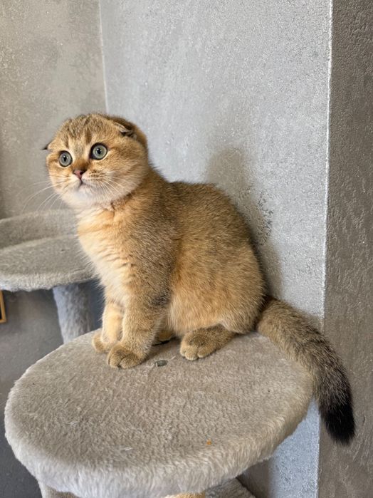 Zwisłoucha szkocka szynszyla