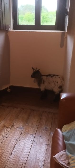 Vendo cabrito anão *com urgência