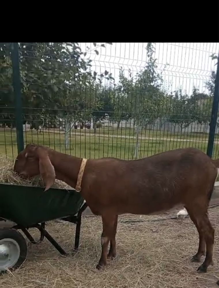 Продам кози козу коза  англо-нубійська 100%.