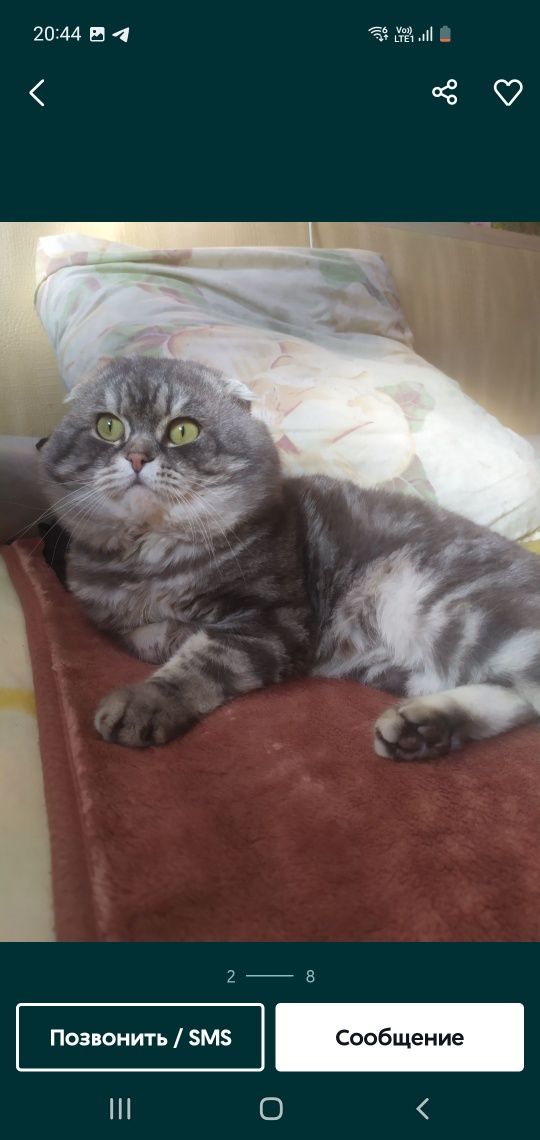 Шотландські  кошенята