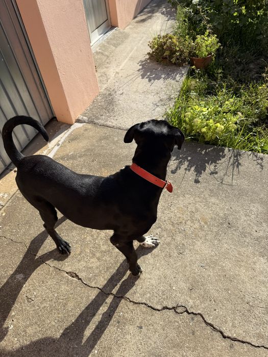 Da-se cachorro porte grande