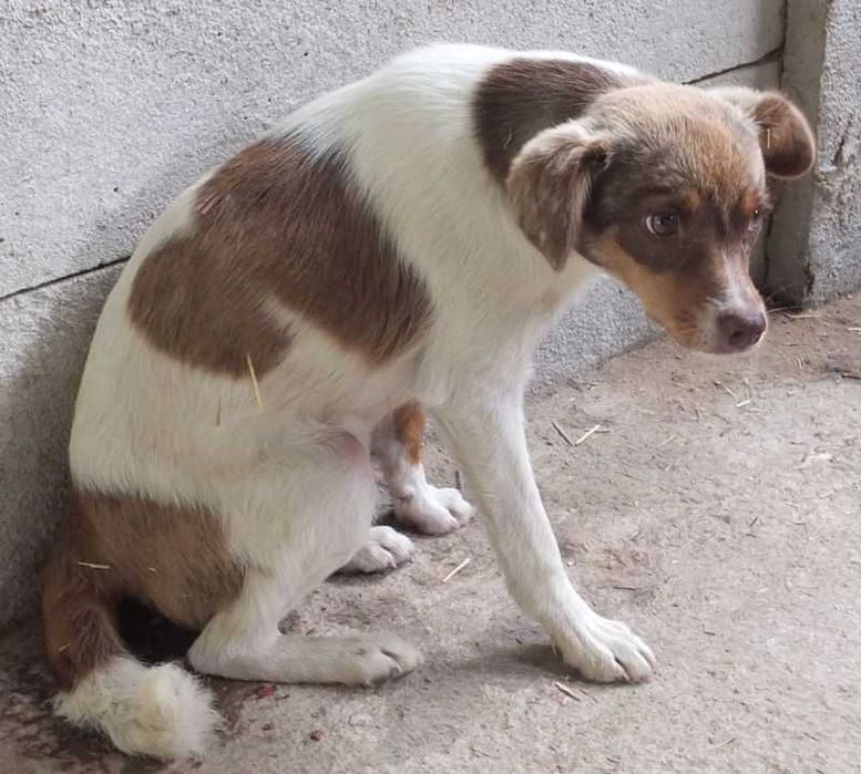 LIZAK średni pies, biały w brązowe łaty, zdystansowany do adopcji