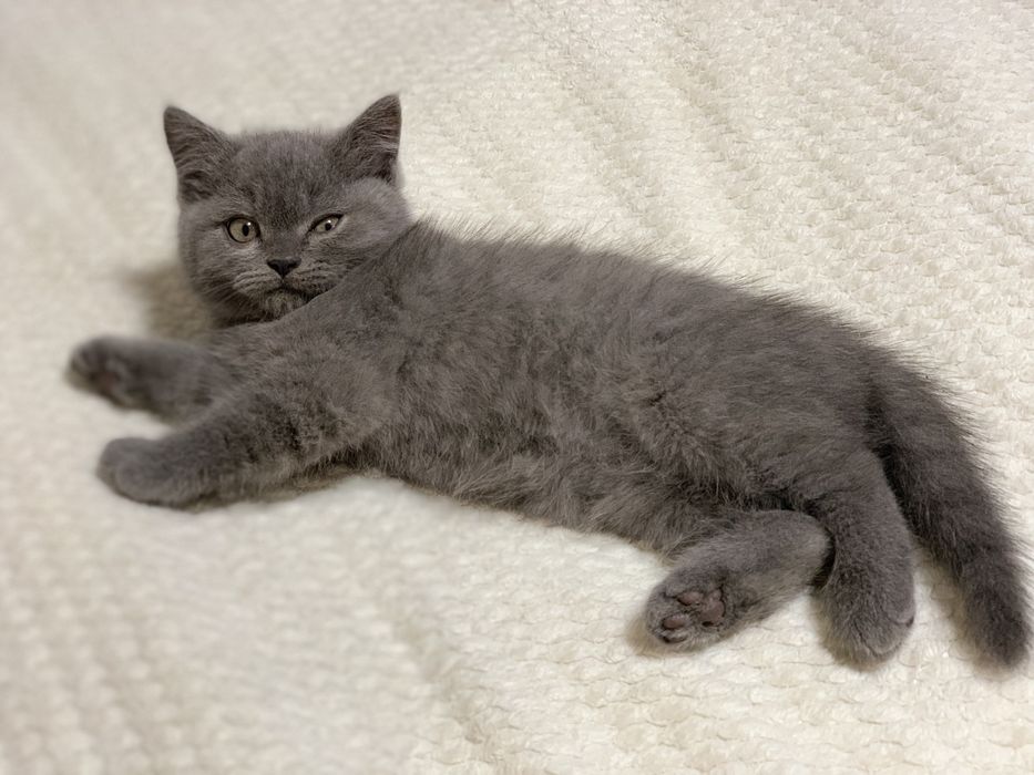 шотландське кошеня , хлопчик